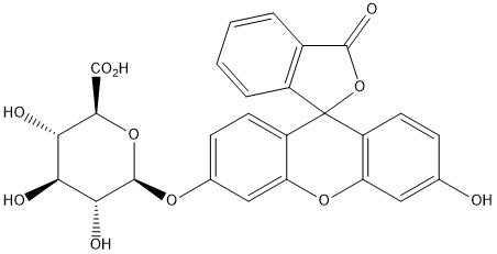 Fluoresceinglucuronide